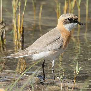 Lesser Sand-Plover